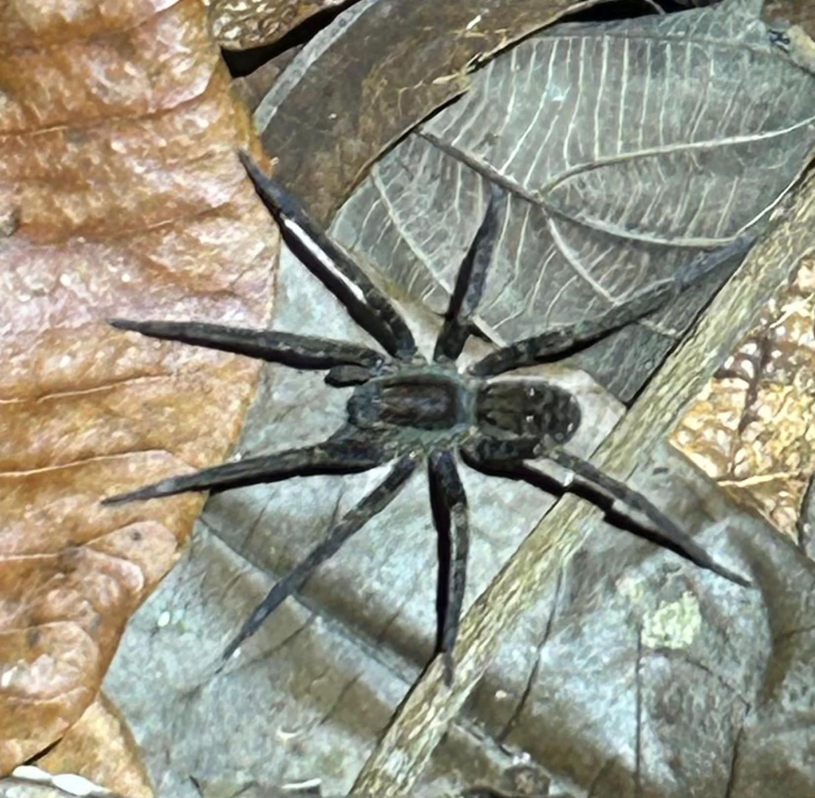 Cabanas Eco Logicas Mu'Ue Loreto Mocagua Exteriér fotografie